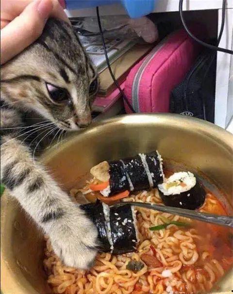 娱乐吃瓜君面包猫,面包猫背后的故事与魅力